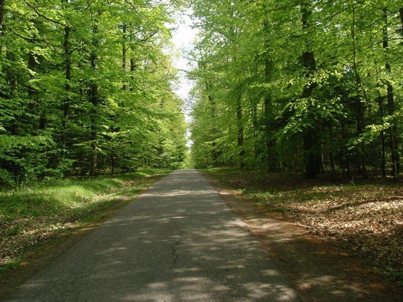 Gîte du cerf Birkenwald Exterior foto